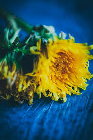 24 Dandelion Recipes Health Benefits More Dandelion Recipes Dandelion Greens Recipes Dandelion