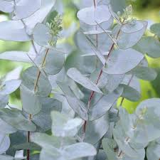 Image result for Eucalyptus