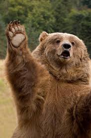 Community Post 25 Animals Who Think They Re People Animals Funny Animals Cute Animals