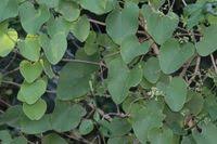 Image result for Cissampelos