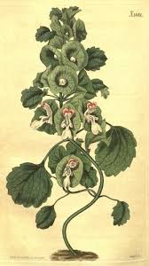 | / find preserved flowers, like this terra cotta orange gypsophila. Pin On Flower Illustrations
