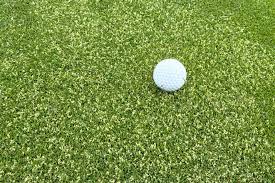 Image result for Poa