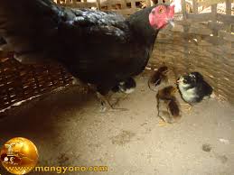 Bila konversi ini tidak sesuai (ayam makan terlalu banyak dan bertelur sedikit), maka hal ini tidak dapat memaksimalkan produktifitas telur ayam. Cara Mempercepat Induk Ayam Bertelur Kembali