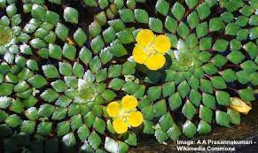 Flowers willingly in the aquarium after planting. The 14 Most Beautiful Aquatic Flowers To Grow In Water