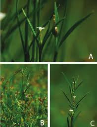 Image result for Exochaenium oliganthum