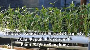 T eknik dalam hidroponik bermacam macam tapi tujuannya. Tahapan Pemberian Nutrisi Ab Mix Atau Pupuk Hidroponik Pada Sayur Pakcoy Youtube