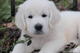 Find your new family member today, and discover the puppyspot difference. English Cream Golden Retriever For Sale In Ellisville Missouri Classified Americanlisted Com