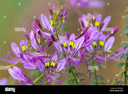 Image result for Cleome hirta