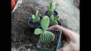 The fruits are used typically used to make candies, jellies, jams. How To Repot Cactus Opuntia Microdasys Youtube