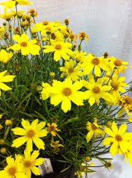 In summary, flower bulbs can fill your garden with vibrant color from early spring through late summer and into early fall. Pin On Flowers Gardening