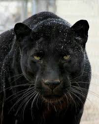 Panter Animals Animals Beautiful Cute Animals