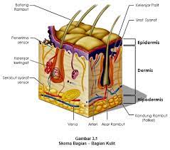 Jaringan epidermis daun terdapat pada permukaan atas serta permukaan bawah daun. 3 Lapisan Struktur Kulit Kulit Ari Epidermis Kulit Jangat Dermis Korium Atau Kutis Dan Jaringan Penyambung Jaringan Ikat Bawah Kulit Tela Subkutanea Hipodermis Atau Subkutis Pintu Belajar Cerdas Pbc