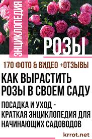 как вырастить розы из семян в домашних условиях видео Kak Vyrastit Rozy V Svoem Sadu Kratkaya Enciklopediya 170 Foto Rozy Cvetushie Kustarniki I Posadka Cvetov