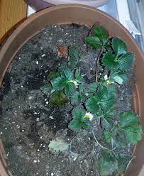 Symptoms of leaf spot first appear as circular, deep purple spots on the upper leaf surface. Strawberry Leaves Turning Brown Please Help