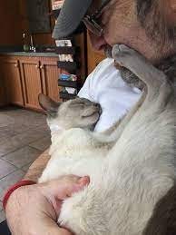 Why Does My Cat Put His Paw On My Face When I Hold Him Poc