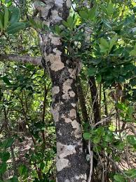 Image result for Elaeodendron