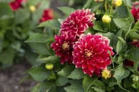 We did not find results for: What Is The Best Fertilizer For A Flower Garden Cromalinsupport
