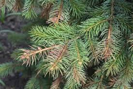This is a common problem on acer palmatum also, the tree has been planted too deep for healthy growth. My Tree S Needles Are Changing Color Reasons For Brown Conifer Needles