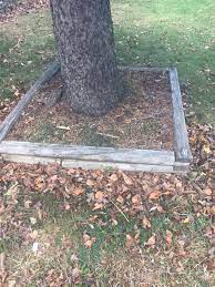 Trunk flare is partially visible on right side with a young girdling root.no trunk flare is visible on left side of tree. What S Wrong With Planting A Tree Deeper Than The Root Flare Or Mulching Higher Gardening Landscaping Stack Exchange