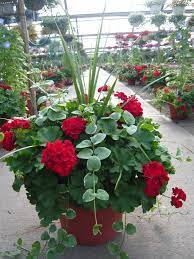 Because most types grow rather tall—as much as six feet—these are plants best suited for very large containers. Container Gardening Design Org Nbspthis Website Is For Sale Nbspcontainer Gardening Design Resources And Information Container Gardening Garden Containers Plants
