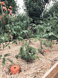 Nehmen wir als beispiel eine baumgruppe! Richtig Mulchen Statt Giessen Gartenblog Hauptstadtgarten