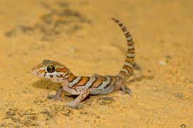 Image result for Alectra picta