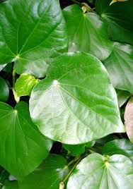 Glossy leaf value to gardener: Piper Excelsum Subsp Peltatum New Zealand Plant Conservation Network