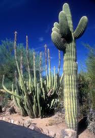 Kyle estimated this saguaro to be. Saguaro Cactus Carnegiea Gigantea Plant Flower Stock Photography Gardenphotos Com Cactus Plants Cactus Cacti And Succulents