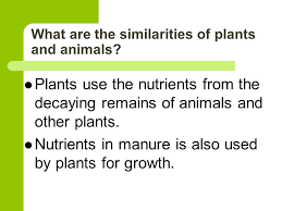 Maybe you would like to learn more about one of these? Identifying Differences Between Plants And Animals Ppt Video Online Download