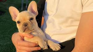 A french bulldog is considered a small to medium breed dog depending on the sire and dam size and weight. Cute French Bulldog Puppy 8 To 12 Weeks Old Youtube