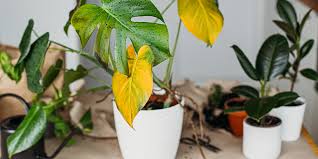 Best indoor plants for clean air. 7 Proven Techniques For Debugging Your Houseplants Salisbury Greenhouse
