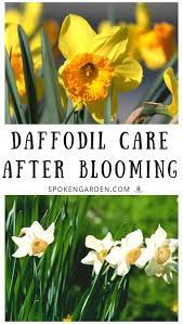 Here's how to care for daffodils, tulips, hyacinths and other bulbs when they're done blooming. Daffodil Care After Flowering Now What Diy Garden Minute Ep 64 Daffodils Planting Daffodils Garden Care