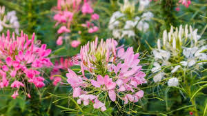 Image result for Cleome macrophylla