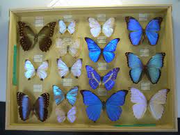 Синия бабочка