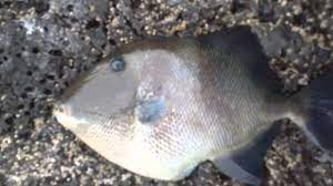 Peixe Porco Balistes Capriscus Youtube