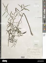 Image result for Aeschynomene sensitiva