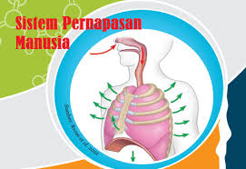 Tekanan parsial membuat konsentrasi oksigen dan karbondioksida pada darah dan udara berbeda. Sistem Pernafasan Biology Quiz Quizizz