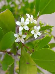 Image result for Lumnitzera racemosa