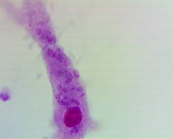 Amoeba (plural amoebas/amoebae) is a genus that belongs to kingdom protozoa. Amoeba Quotes Quotesgram