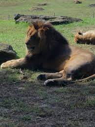 Pin By Angela Renee On Caldwell Zoo Tyler Tx Zoo Animals Lion