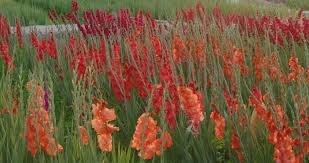 There are 233 red gladiolus flower for sale on etsy, and they cost 12,21 $ on average. Red Gladiolus Flower Farm With Stock Footage Video 100 Royalty Free 1066645399 Shutterstock