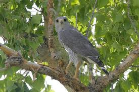 Black And White Hawk Eagle Texas Gray Hawk Texas Http Www Pbase Com Dadas115 00texas Birds 2 Page All Spirit Animal Animals Birds