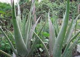 Image result for Aloe carnea