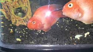Maybe you would like to learn more about one of these? Female Parrot Fish Laying Eggs While Male Fertilizers Them Youtube