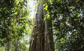 Image result for Warneckea parvifolia