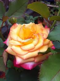 Bunga mawar termasuk dalam keluarga tanaman tahunan (genus rosadan kels dicolylodonae ). Bunga Mawar Jenis Ciri Manfaat Cara Menanam Merawat