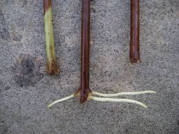 Image result for grapevine cuttings
