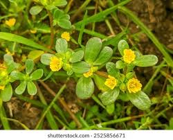 Image result for Portulaca oleracea