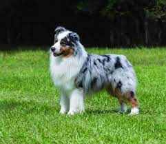Maybe you would like to learn more about one of these? Australian Shepherd Dog Breed Profile Petfinder