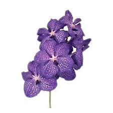 It is important to mimic this condition as much as possible when growing vanda orchid. Vanda Orchids Blue Magic Fiftyflowers